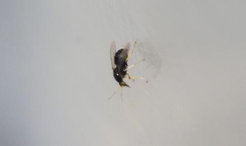 Atrichopogon sp.